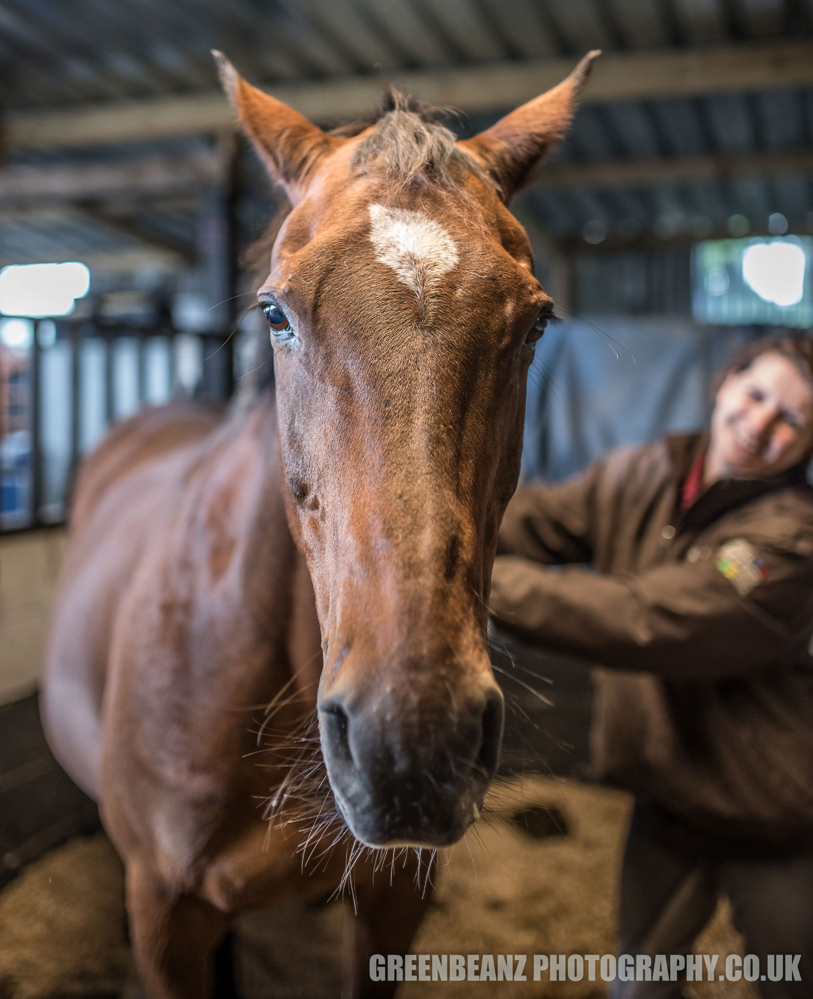 Horse in Stable in Cornwall